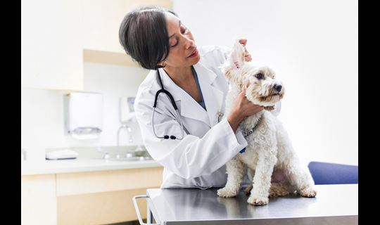 AB-AH-Veterinarian-Dog-Exam_RGB_Large_JPG